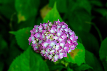 若宮八幡のアジサイ