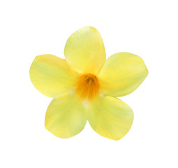 Fototapeta na wymiar Colorful flowers yellow allamanda cathartica blooming isolated on white background