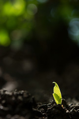 Green leaf on a tree