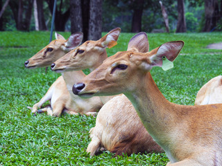 Eld's deer walk and seek for their folk in the zoo, with natural background.