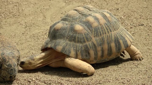 アルダブラゾウガメとホウシャガメ / The Radiated tortoise and the Aldabra giant tortoise, 4K