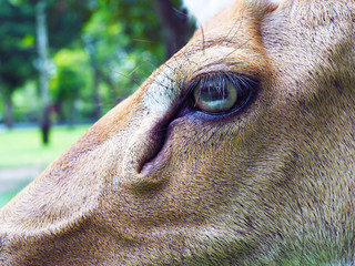 Eld's deers' eyes closeup, with natural background.