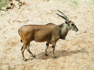 Common Eland, antelope in the safari park; beautiful wildlife animal with selective focus.