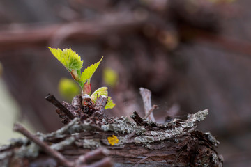 sprout of grapes