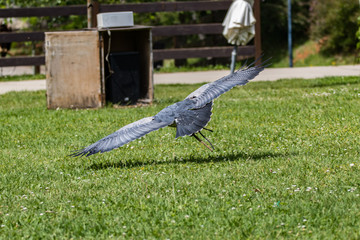 bird of prey