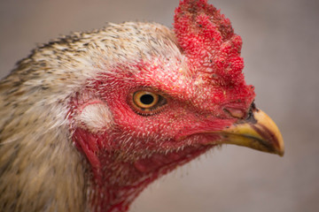 close-up chicken faced 