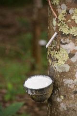 Rubber tapping is the process by which latex is collected from a rubber tree