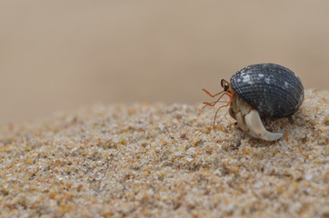 Hermit crab on beach at phuket island. 