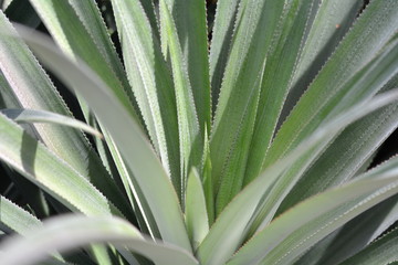 Fototapeta premium Close-up of green pineapple on tree
