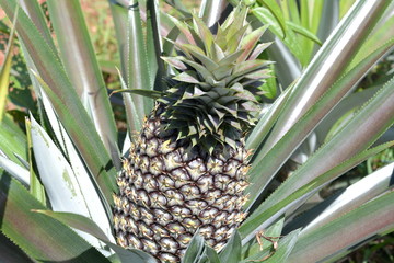 Fototapeta premium pineapple on tree