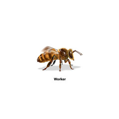 Bee workers on white background