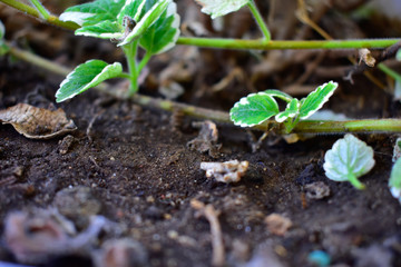 Naturaleza, verde, tierra