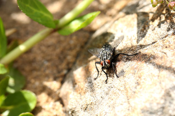 Fliege, Insekt, Makro, Sonne, sonnig, Wärme, Frühling