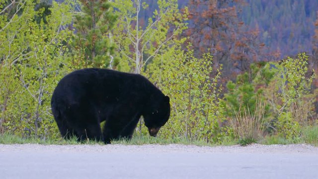 Black bear Ursus americanus eating grass