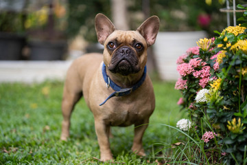 Cute french bulldog is playing in the park