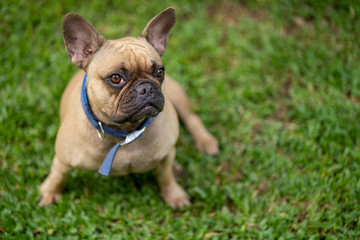 Cute french bulldog is playing in the park