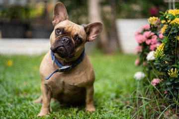 Fototapeta premium Cute french bulldog is playing in the park