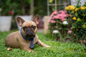 Cute french bulldog is sitting down at the balcony posting in front of the camera