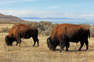 herd of buffalo