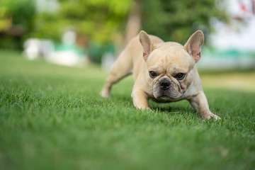 Fototapeta premium Cute french bulldog is playing sitting down in the park to let it's owner taking the picture