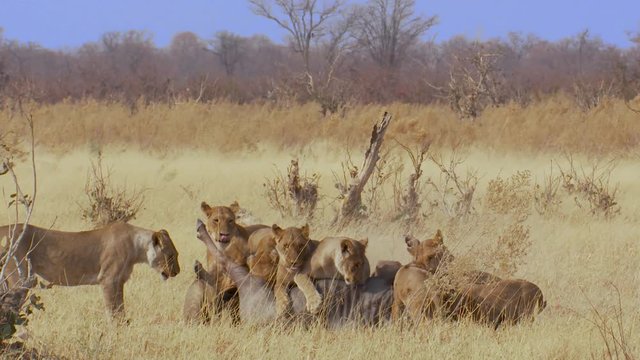 Exciting footage of a lion pride of all ages working together to kill a wildebeest in Africa