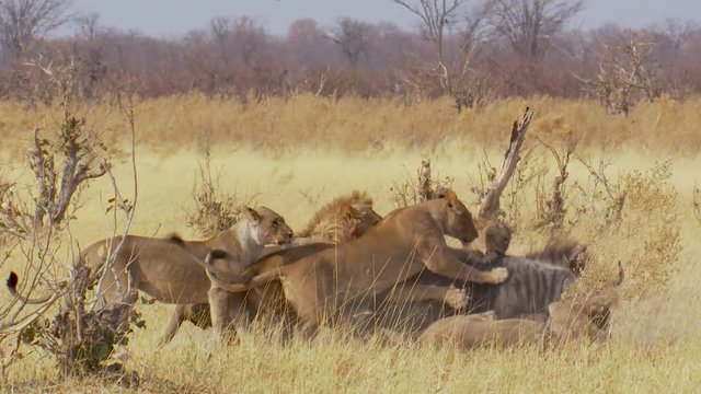 Action shot as a pride of lions take down a wildebeest in Africa