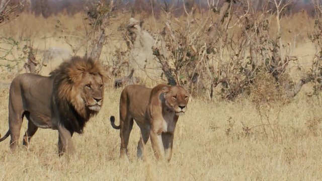 Beautiful male and female lion walk together in the African wilderness