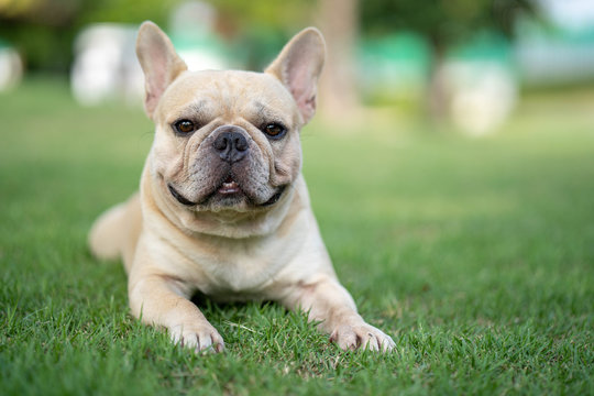 Cute french bulldog is playing sitting down in the park to let it's owner taking the picture