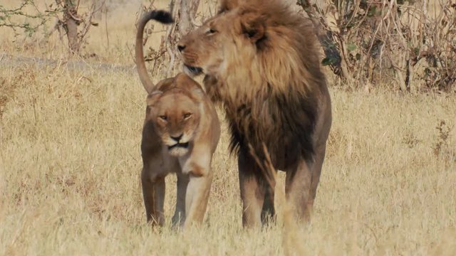 Animal courting behavior as a male lion walks close to a snarling female