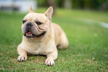Fototapeta premium Cute french bulldog is posting picture in front of the owner.