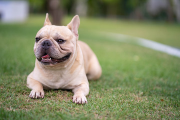 Fototapeta premium Cute french bulldog is posting picture in front of the owner.