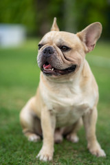 Fototapeta premium Cute french bulldog is posting picture in front of the owner.