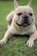 Obraz premium Cute french bulldog is posting picture in front of the owner.