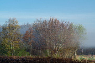 641-90 Forest Edge in Morning Mist