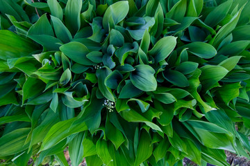 A lot of lilies of the valley background. Large green leaves view from above.