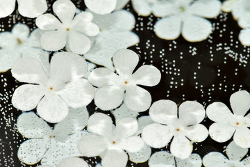 Viburnum flowers floating in the crystal clear water, mirror reflection