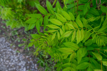 Background rowan branches. Large green leaves view from above. Summer season.