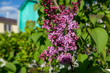 Obraz premium A branch of lilac in green foliage close up. Garden tree on the background of houses under the bright sun.