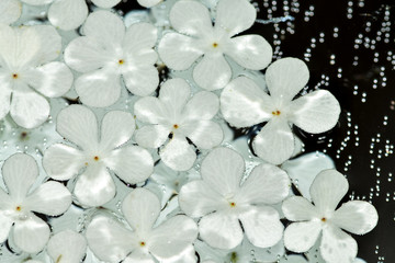 Viburnum flowers floating in the crystal clear water, mirror reflection