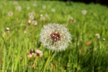 Dandelion in the grass close up on a sunny day