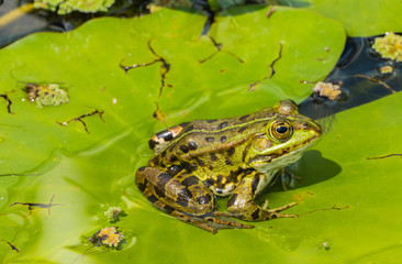 Frosch sonnt sich