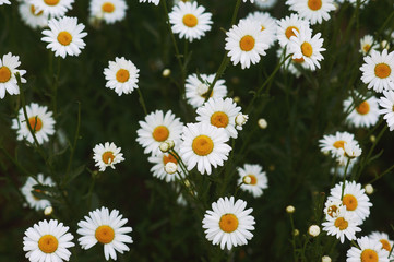 Chamomile flowers , top view . Nature and flowers
