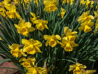 many bright yellow doffodils in full bloom in spring