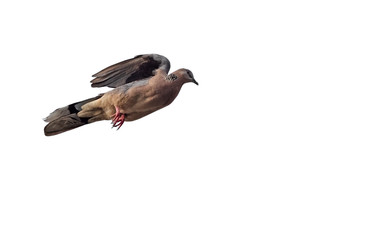 Close up Spotted Dove Jumping in The Air Isolated on White Background