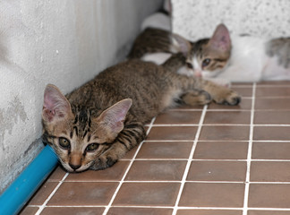 Close up Cute Tabby Kitten on The Floor
