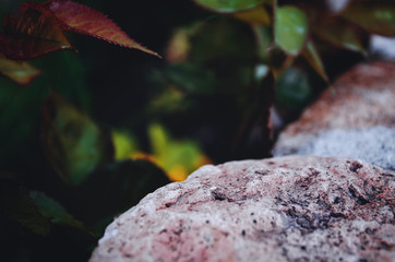 Beautiful stone with plants