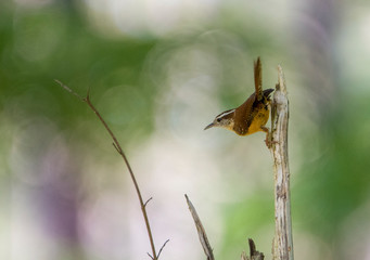 Carolina wren in forest