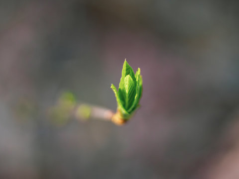 Early spring budding on a branch