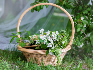 Apple-tree branches with the dismissed buds of inflorescences in a wicker big basket on a green glade. Ready photo background. Soft focus.