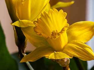 close up of several yellow daffodils in full bloom